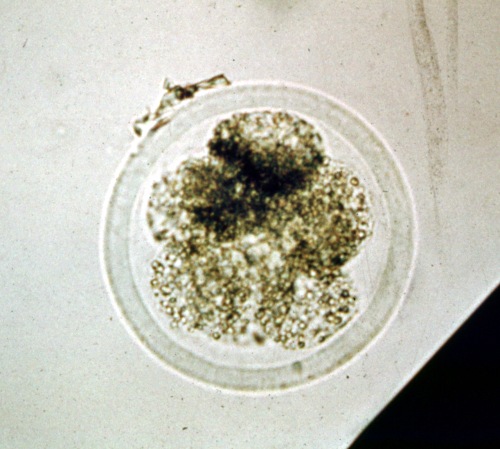 Degenerating 8-cell Embryo.
