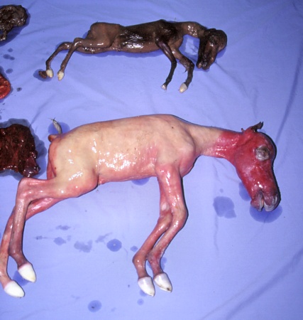 Midgestation Fetus and Twin Mummy.