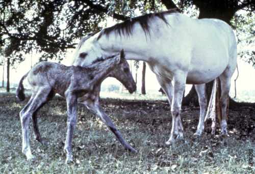 Foaling Sequence 10.