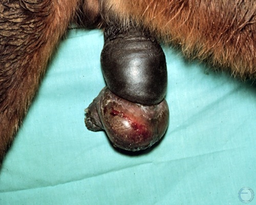 Prolapse and Edema of the Penis.