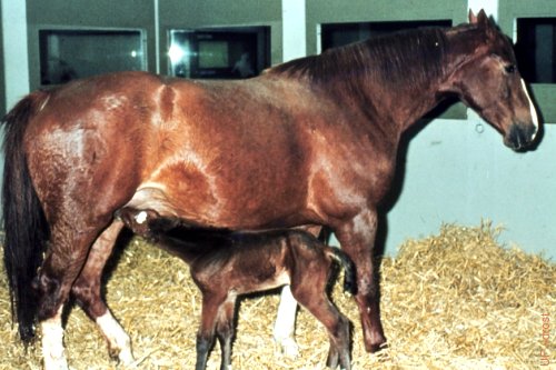 Normal Foal, Twin to Mummy.