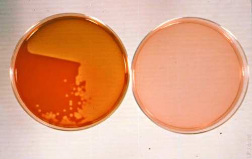 Bacillus Streptococcus.