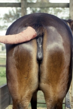 Horse Vagina