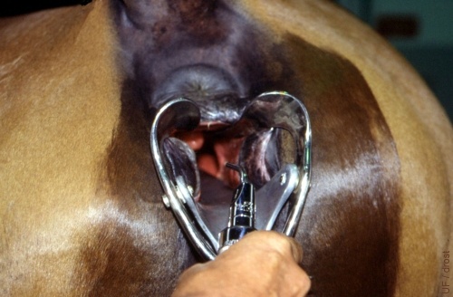 Horse Vagina