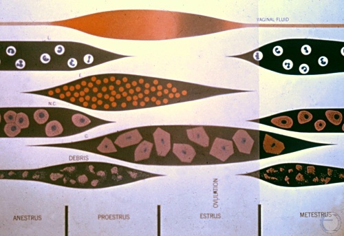 Vaginal Smear - Metestrus.