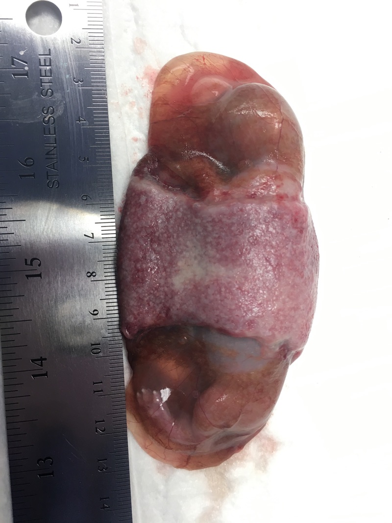 An approximately 50 day 50 day feline fetus within the intact placenta.