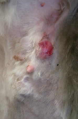 Mammary adenocarcinoma in the same cat.