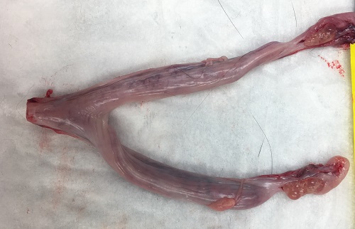 Normal bicornuate uterus in a multiparous cat after ovariohysterectomy.