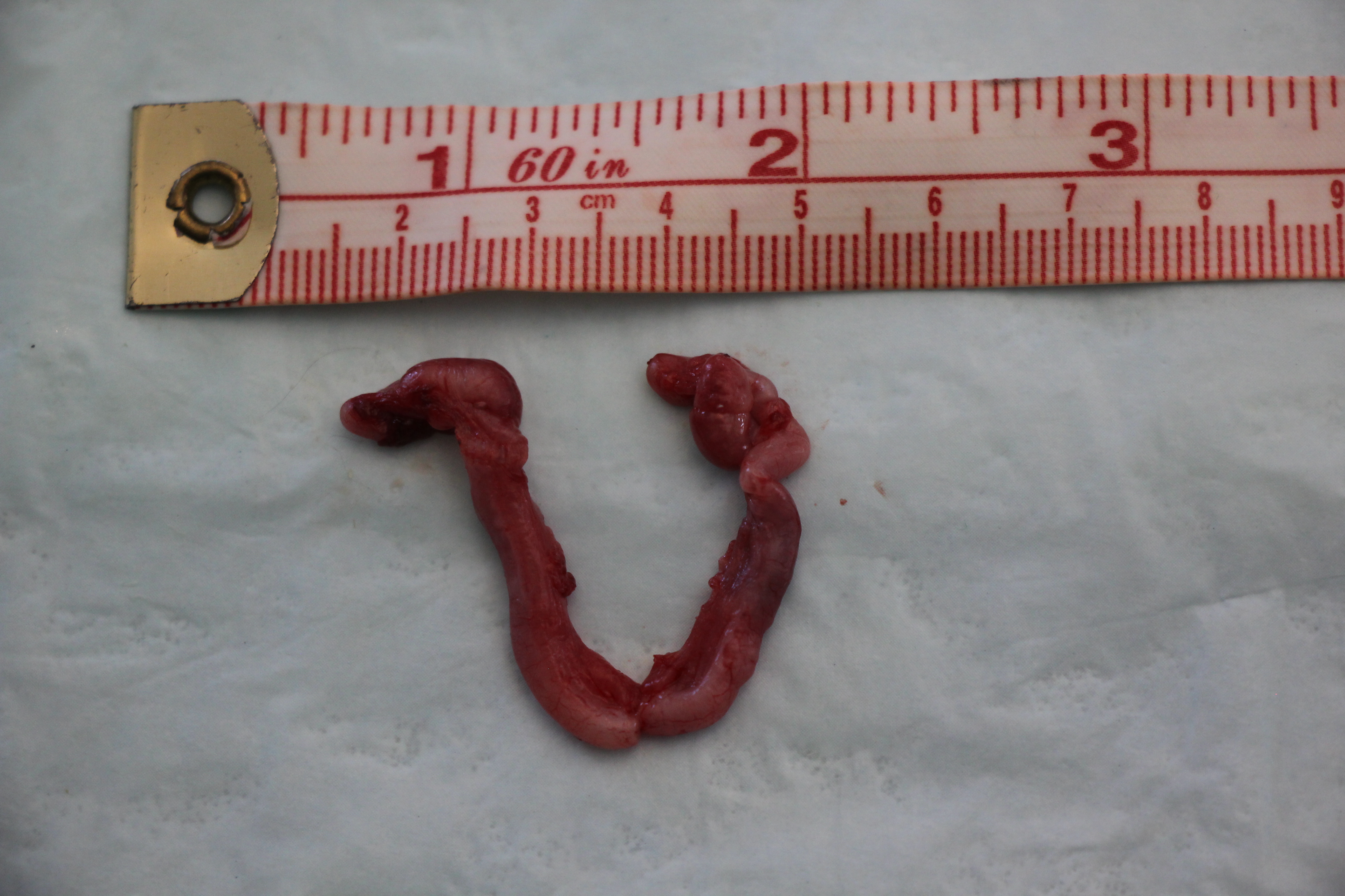 Normal primiparous (immature) uterus from a 2-month old kitten.