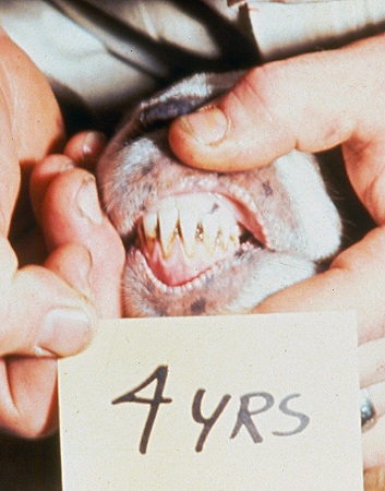 Tooth Development - 4 years.
