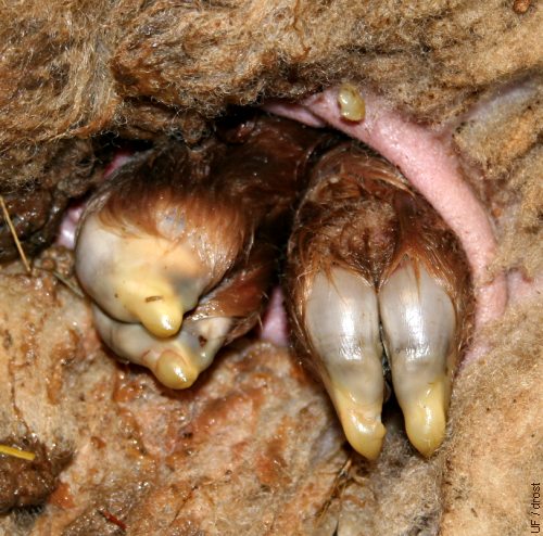 Hind Feet at the Vulva.