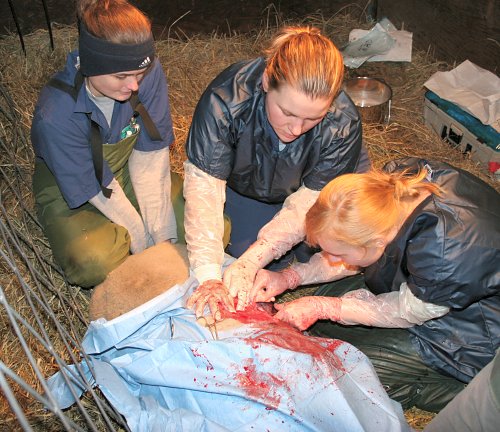 Suturing the Uterus.