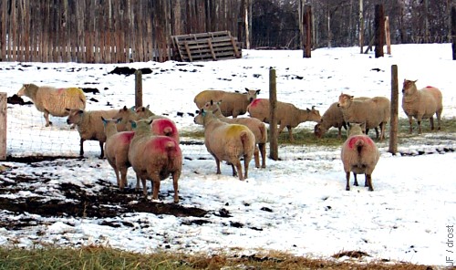 Marked Ewes.