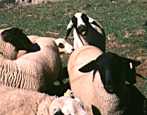 Ram Follows Ewes.