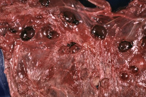Placental Lesions - Brucella ovis.