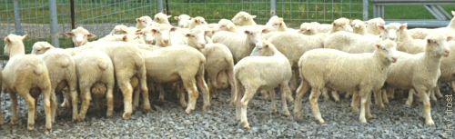 Ram Lambs.