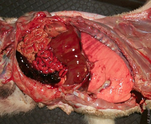 Fatal Hemorrhage / Umbilical Artery.