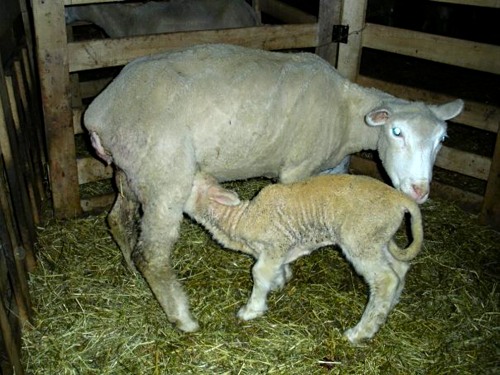 Giant Lamb.
