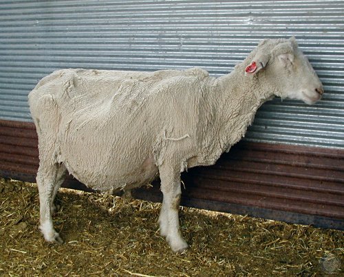 Twin Lamb Disease.