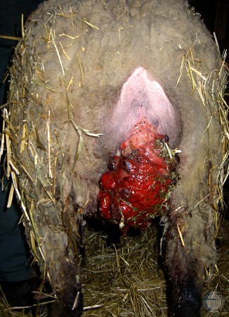 Suffolk Ewe with Prolapsed Uterus.