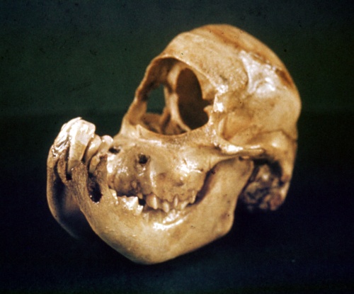Cyclopian Skull.