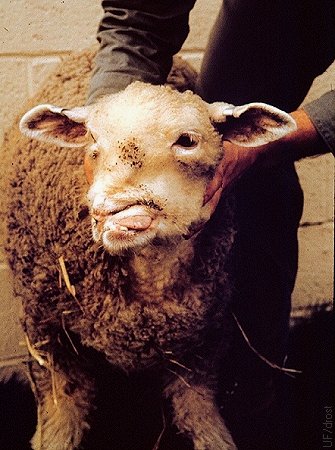 Deformed Yearling Lamb.