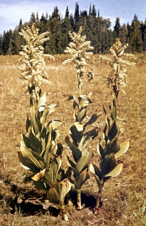 Veratrum californicum - Mature Plants.