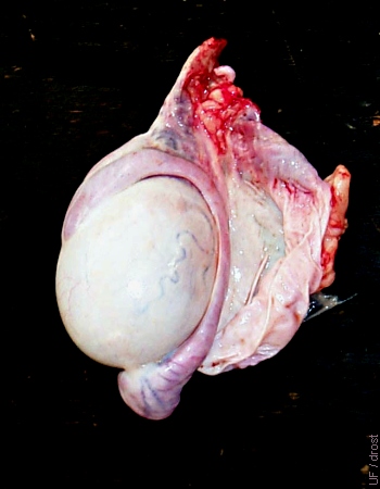 Lateral View of the Testis.