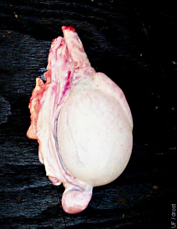 Medial View of the Testis.