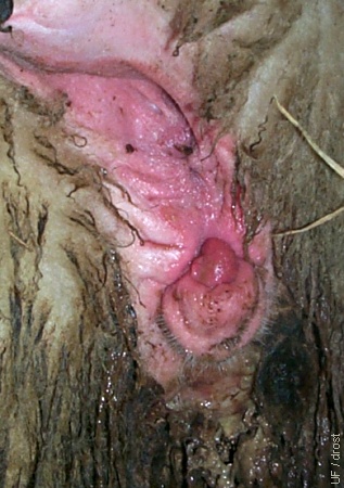 Enlarged Clitoris.