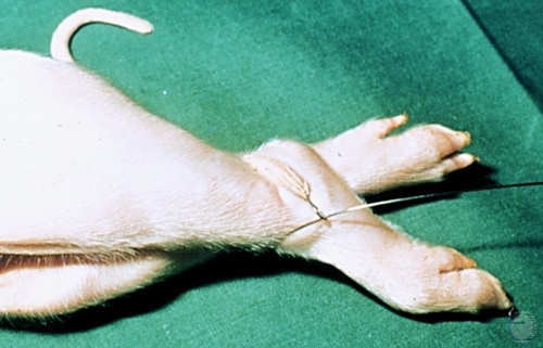 Position of Snare on Hindleg.