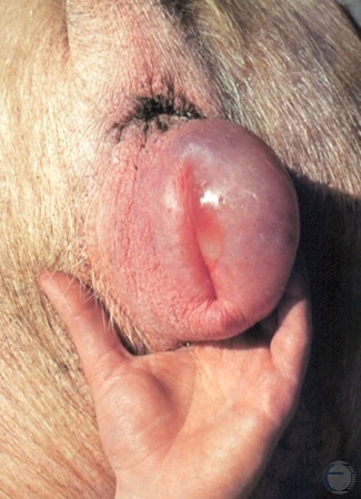 Swollen Vulva.