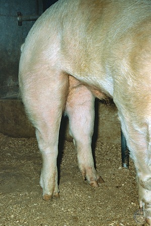 Post-legged Boar.