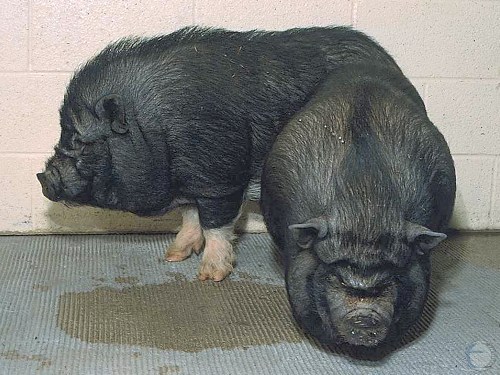 Pot Bellied Pigs.
