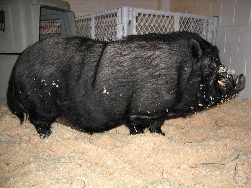 Pot Bellied Pig.
