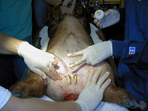 Antibiotic Applied to Incisions.
