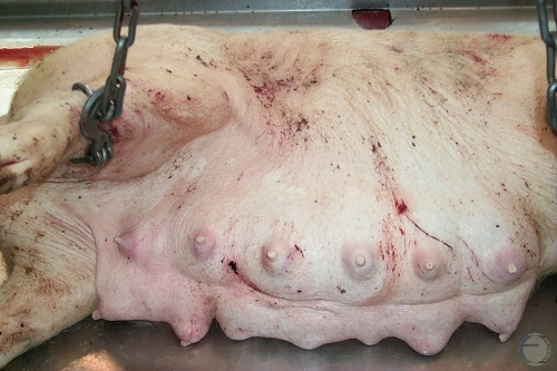 C-section - Dead Sow.