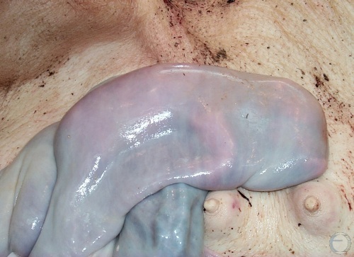 C-section - One Piglet.