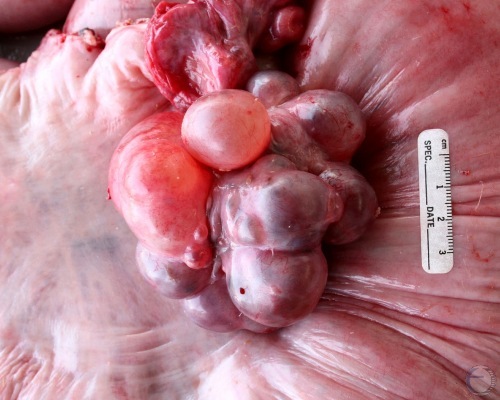 Cystic Follicles in a Sow.