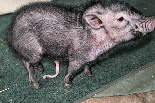 Chronic Paraphimosis in a Piglet.