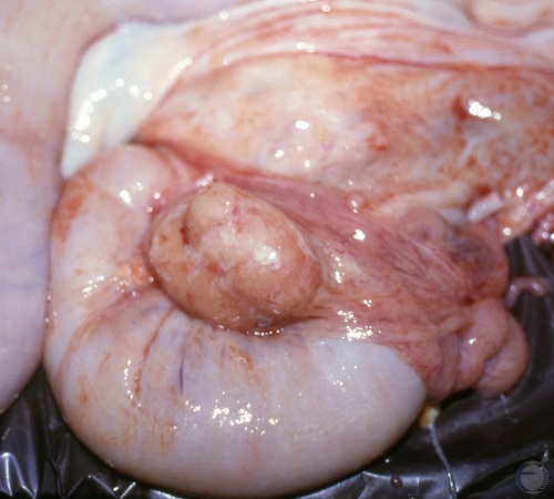 Pyosalpingitis in the Sow - Close Up.