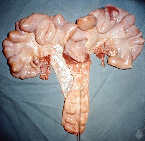 Proestrous Uterus.