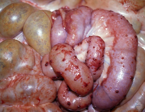 Peritonitis in a Sow.