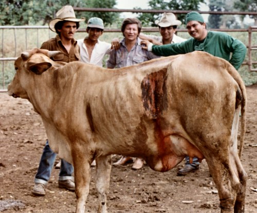 Cirugía Finalizada en una Vaca Cebú.