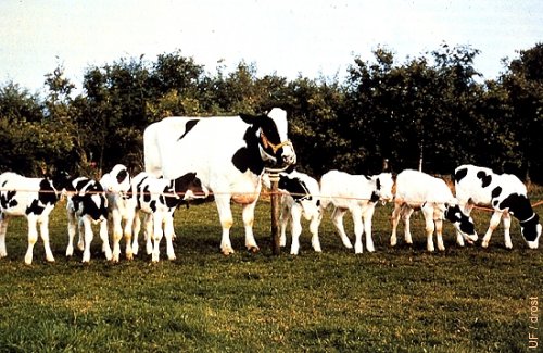 Donadora Holstein con 8 Terneros.