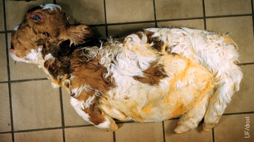 Acondroplasia (Ternero Bulldog).