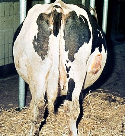 Hidroalantoides en una Vaca Holstein.