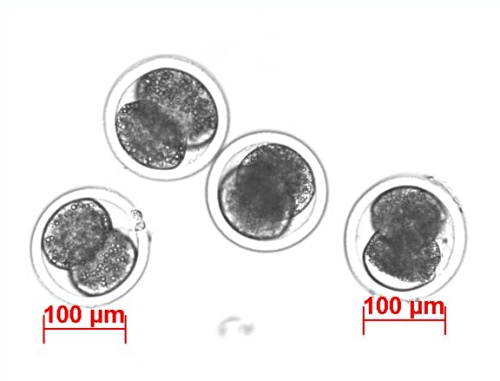IVF 2-cell Embryos.