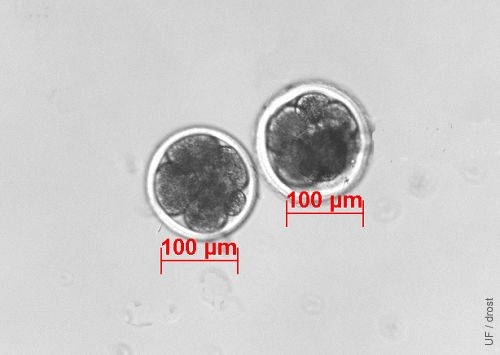 IVF 8-cell Embryos.