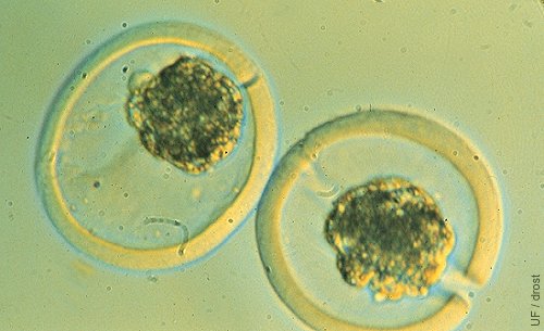 Partición de Embriones.